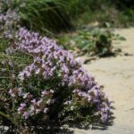 Тимьян обыкновенный (Thymus vulgaris)