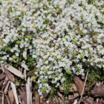 Тимьян обыкновенный (Thymus vulgaris)