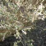 Тимьян обыкновенный (Thymus vulgaris)