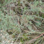 Тимьян обыкновенный (Thymus vulgaris)