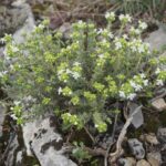 Тимьян обыкновенный (Thymus vulgaris)