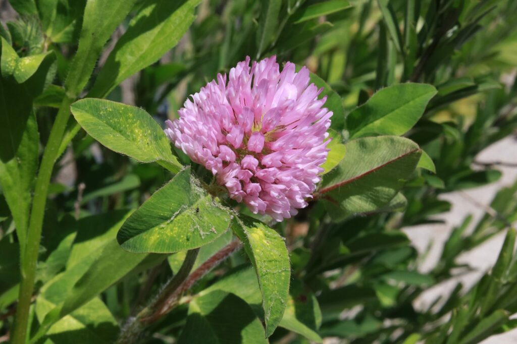 Клевер красный — цветки (Trifolium pratense)