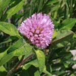 Клевер красный — цветки (Trifolium pratense)
