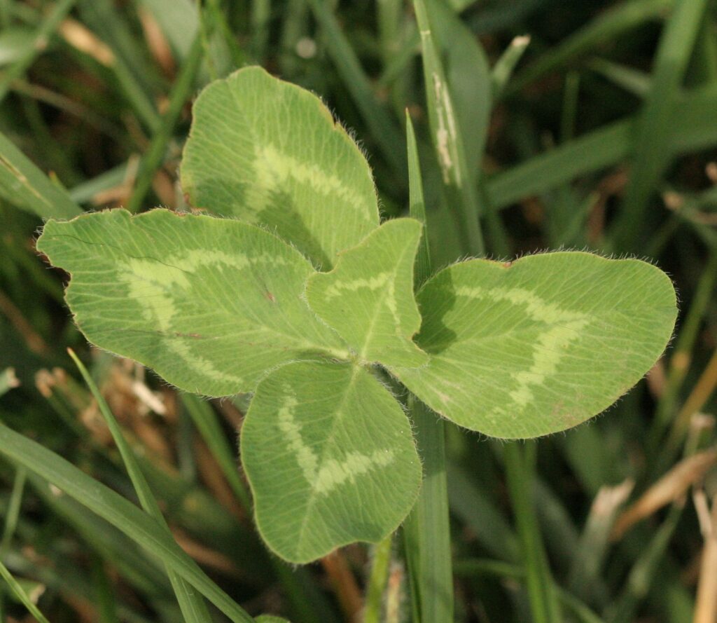 Клевер красный — лист (Trifolium pratense)