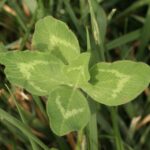 Клевер красный — лист (Trifolium pratense)