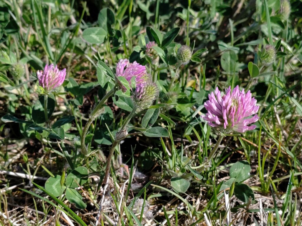 Клевер красный — общий вид (Trifolium pratense)