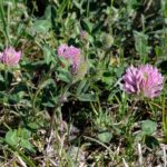 Клевер красный — общий вид (Trifolium pratense)