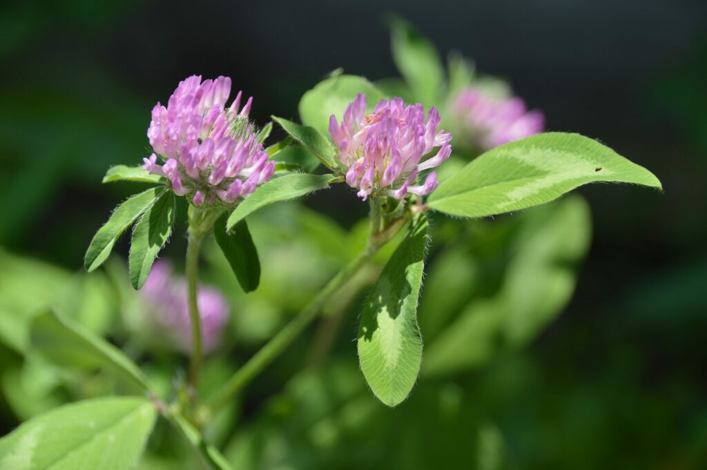 Клевер красный — цветки (Trifolium pratense)