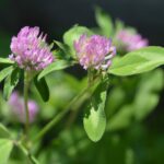 Клевер красный — цветки (Trifolium pratense)