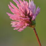 Клевер красный — цветки (Trifolium pratense)