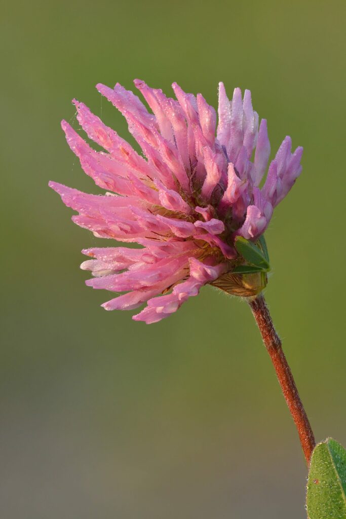 Клевер красный — цветки (Trifolium pratense)