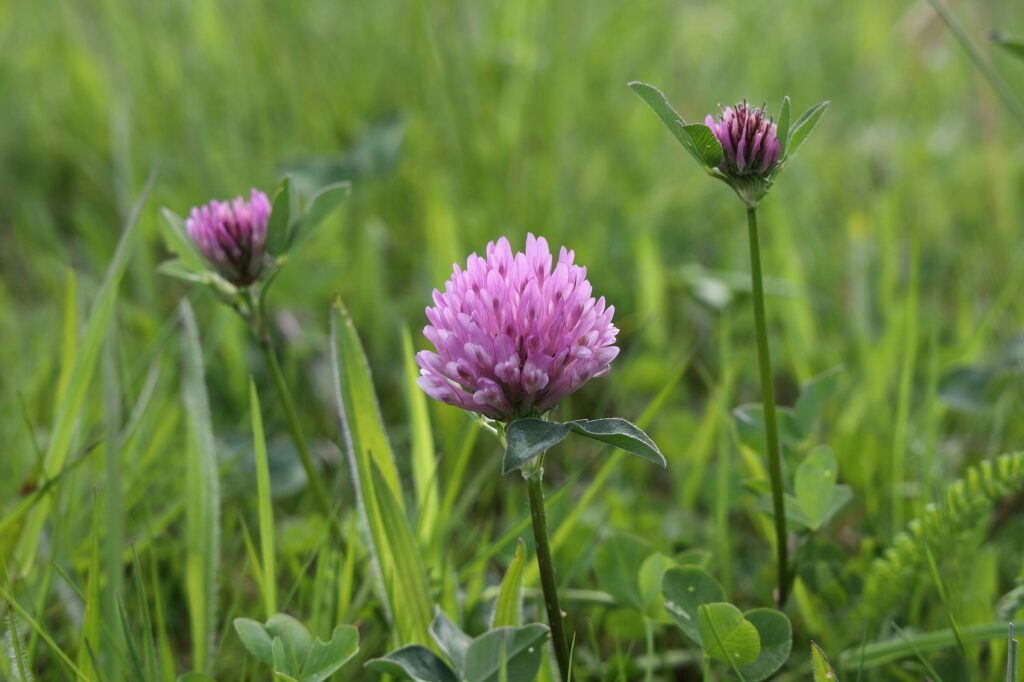 Клевер красный — общий вид (Trifolium pratense)