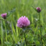 Клевер красный — общий вид (Trifolium pratense)