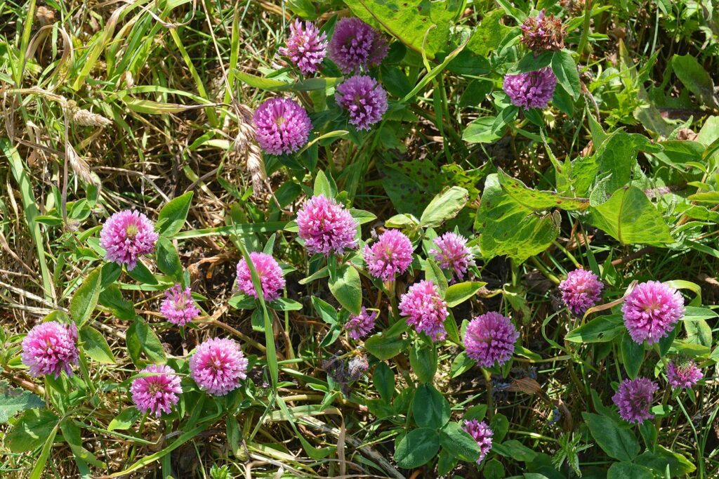 Клевер красный — общий вид (Trifolium pratense)