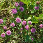 Клевер красный — общий вид (Trifolium pratense)