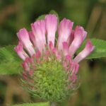Клевер красный — общий вид (Trifolium pratense)