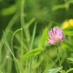 Клевер красный — общий вид (Trifolium pratense)