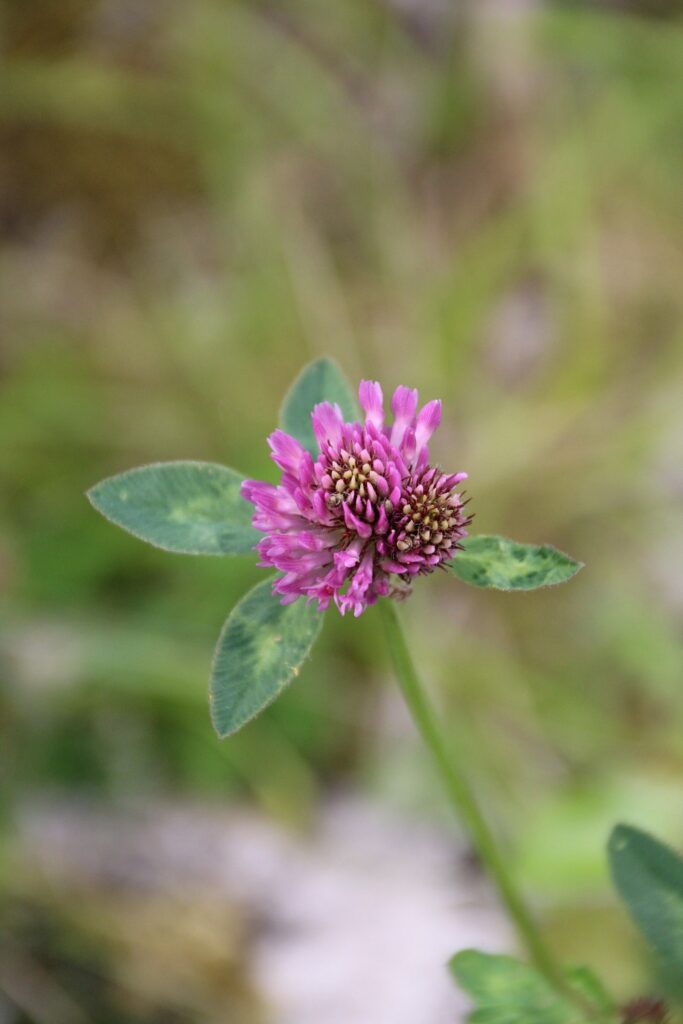 Клевер красный — общий вид (Trifolium pratense)