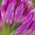 Клевер красный — общий вид (Trifolium pratense)
