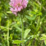 Клевер красный (Trifolium pratense)