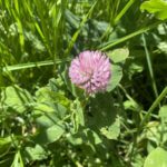 Клевер красный (Trifolium pratense)