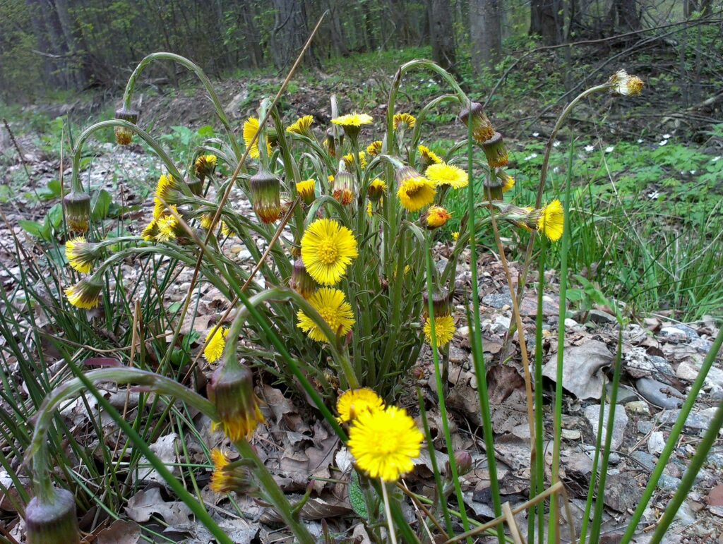Мать-и-мачеха — плоды (Tussilago farfara)