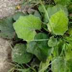 Мать-и-мачеха — общий вид (Tussilago farfara)