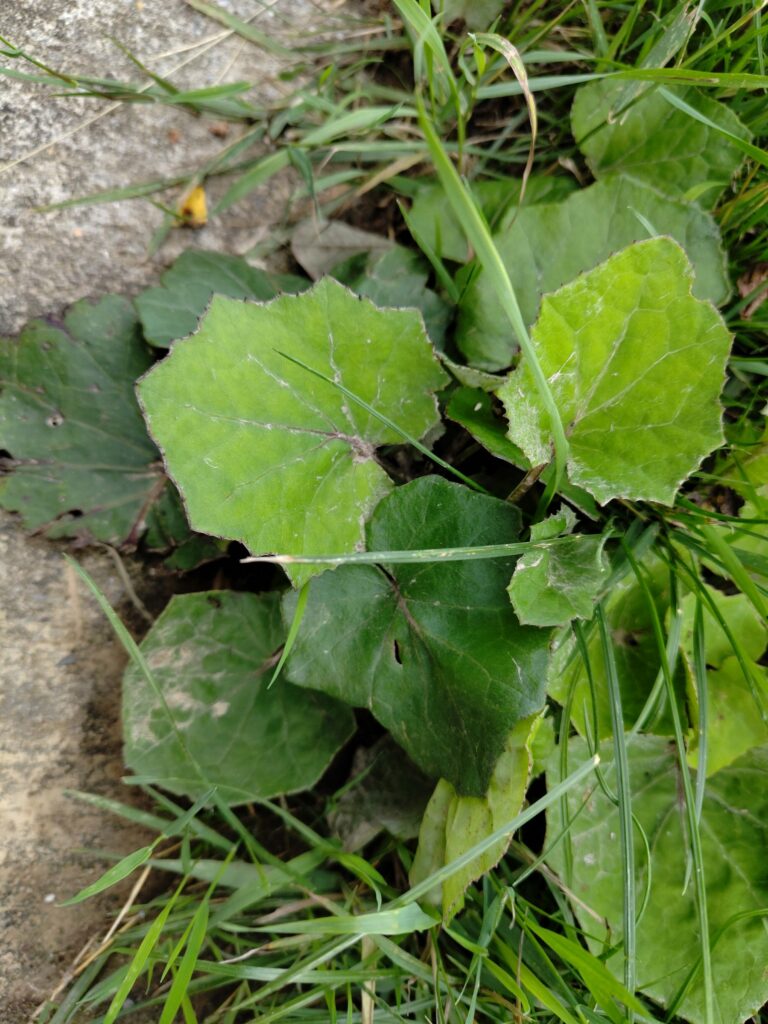 Мать-и-мачеха — общий вид (Tussilago farfara)