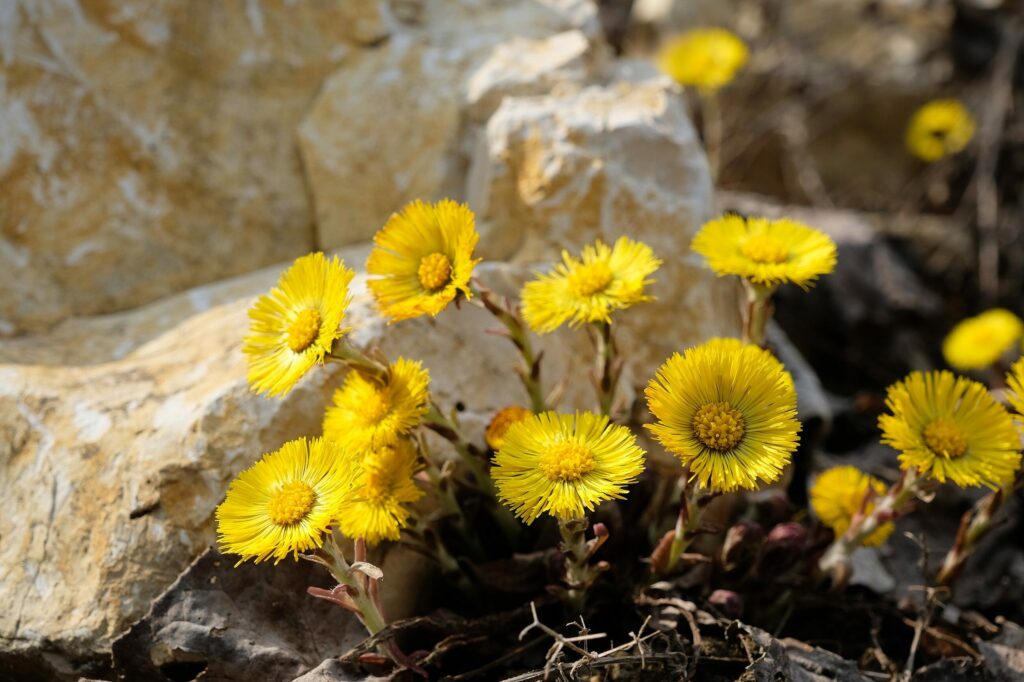 Мать-и-мачеха — общий вид (Tussilago farfara)