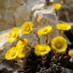 Мать-и-мачеха — общий вид (Tussilago farfara)