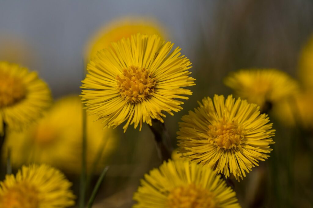 Мать-и-мачеха — цветки (Tussilago farfara)