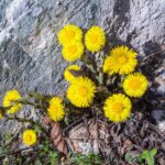 Мать-и-мачеха — общий вид (Tussilago farfara)