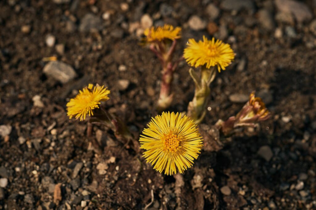 Мать-и-мачеха — общий вид (Tussilago farfara)