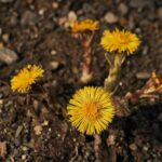 Мать-и-мачеха — общий вид (Tussilago farfara)