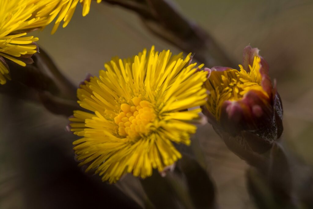 Мать-и-мачеха — цветки (Tussilago farfara)