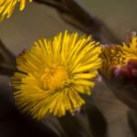 Мать-и-мачеха — цветки (Tussilago farfara)