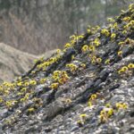 Мать-и-мачеха (Tussilago farfara)