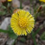 Мать-и-мачеха (Tussilago farfara)