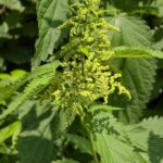 Крапива двудомная — общий вид (Urtica dioica)