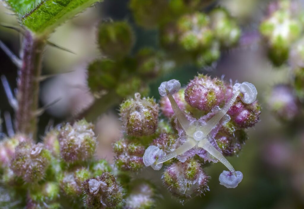 Крапива двудомная — цветки (Urtica dioica)