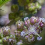 Крапива двудомная — цветки (Urtica dioica)