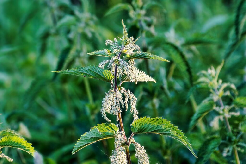 Крапива двудомная — плоды (Urtica dioica)