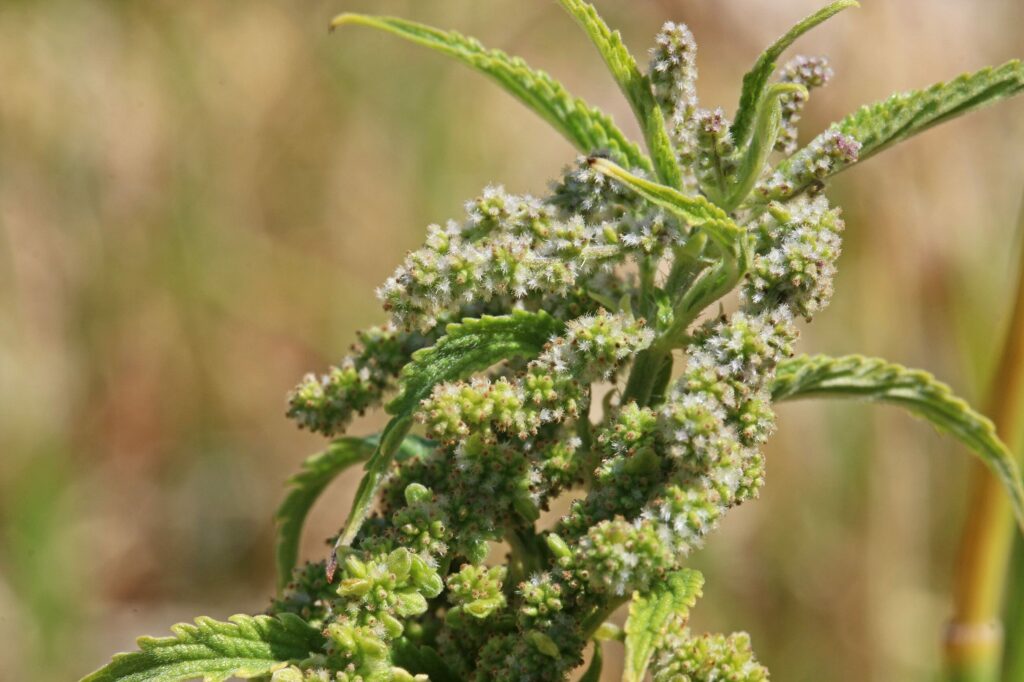 Крапива двудомная — общий вид (Urtica dioica)