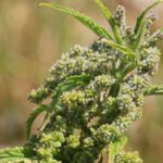 Крапива двудомная — общий вид (Urtica dioica)