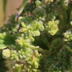 Крапива двудомная — общий вид (Urtica dioica)