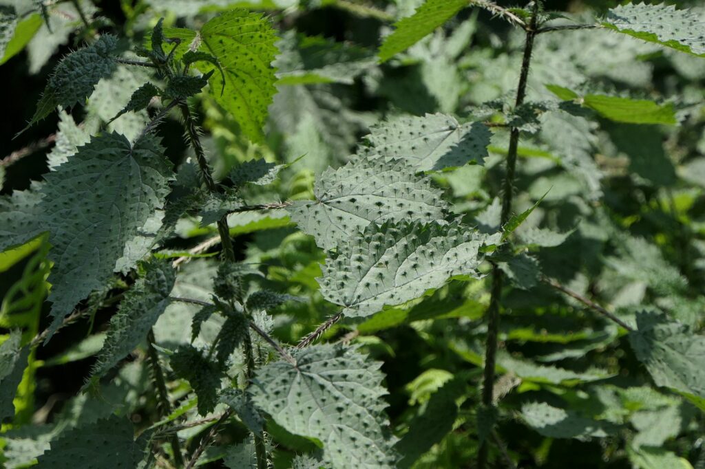 Крапива двудомная — общий вид (Urtica dioica)
