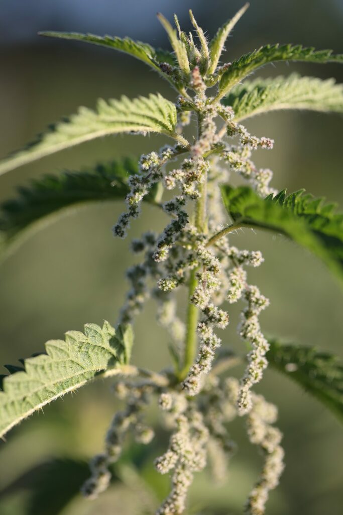 Крапива двудомная — общий вид (Urtica dioica)