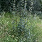 Крапива двудомная — общий вид (Urtica dioica)