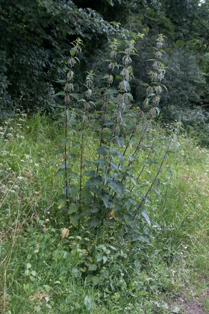 Крапива двудомная — общий вид (Urtica dioica)