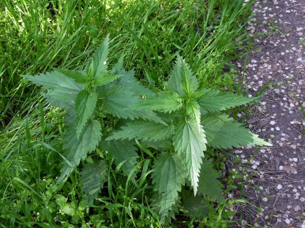 Крапива двудомная — общий вид (Urtica dioica)